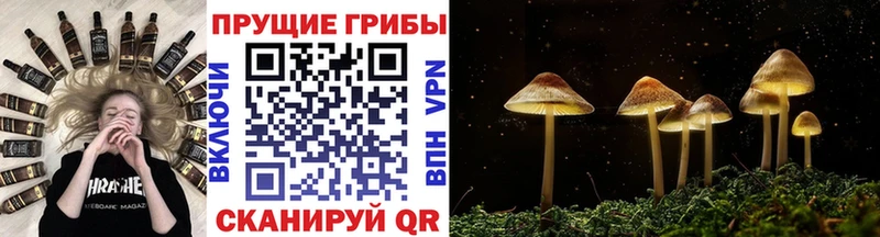 дарк нет телеграм  Дмитров  Галлюциногенные грибы Cubensis 